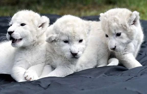 most-expensive-pets-in-the-world-White-Lion-Cubs.webp