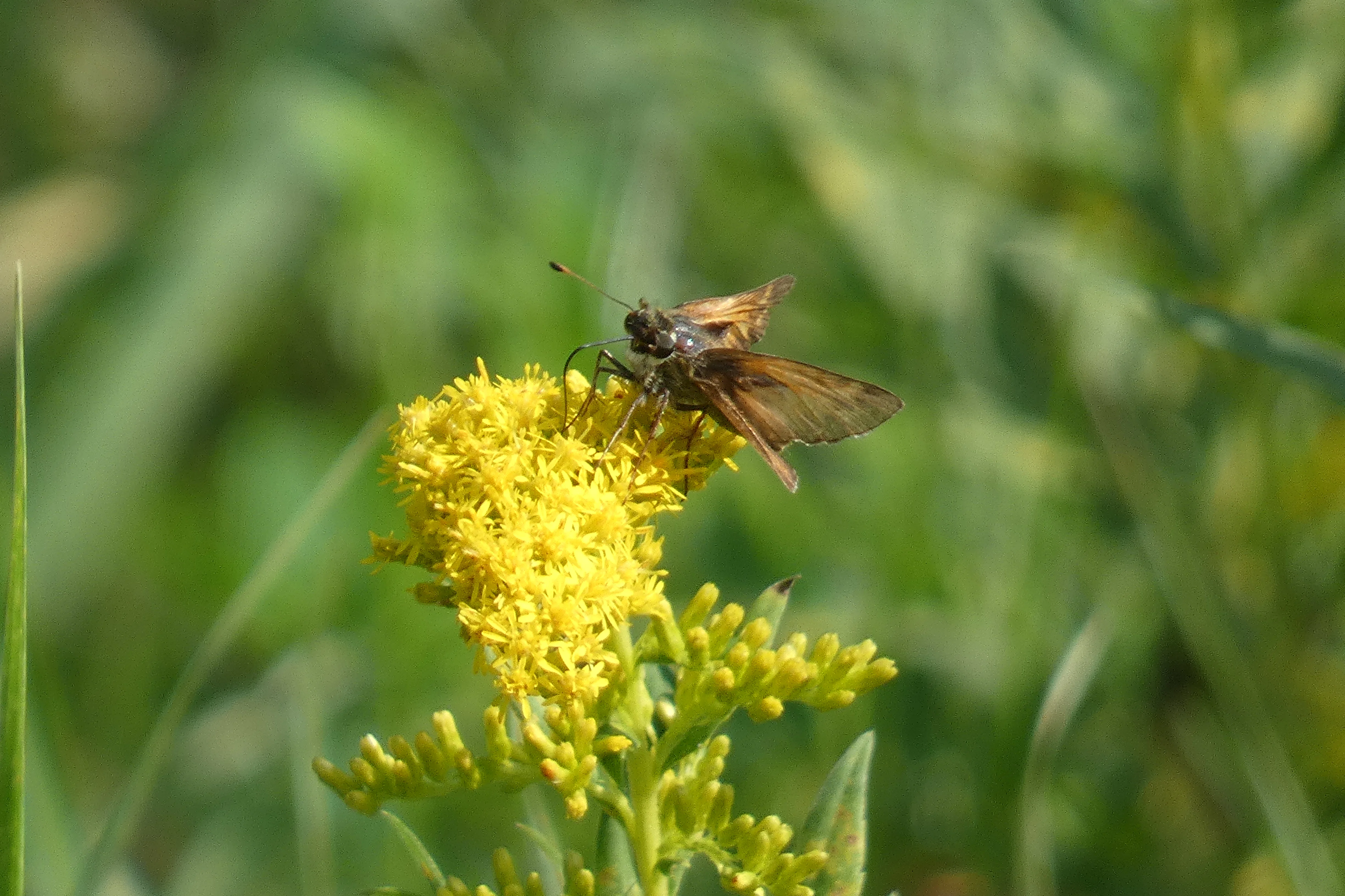 moth on yellow.webp