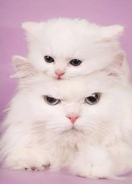 Mother_Cat_Photography_.webp