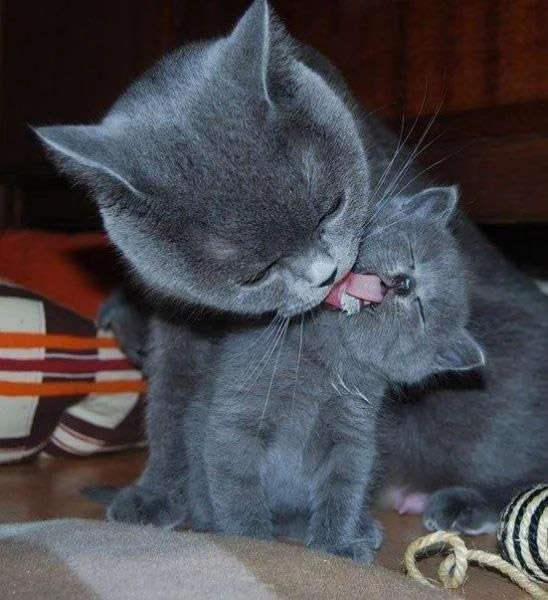 Mother_Cat_Photography_1.webp