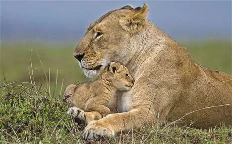Mothers-pride-Lion-cuddle.webp