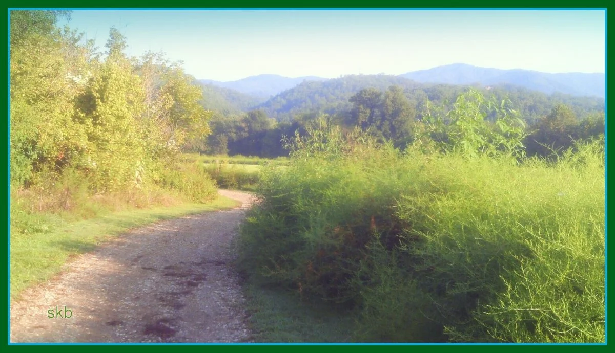 Mountain Dirt Road n Crops.webp