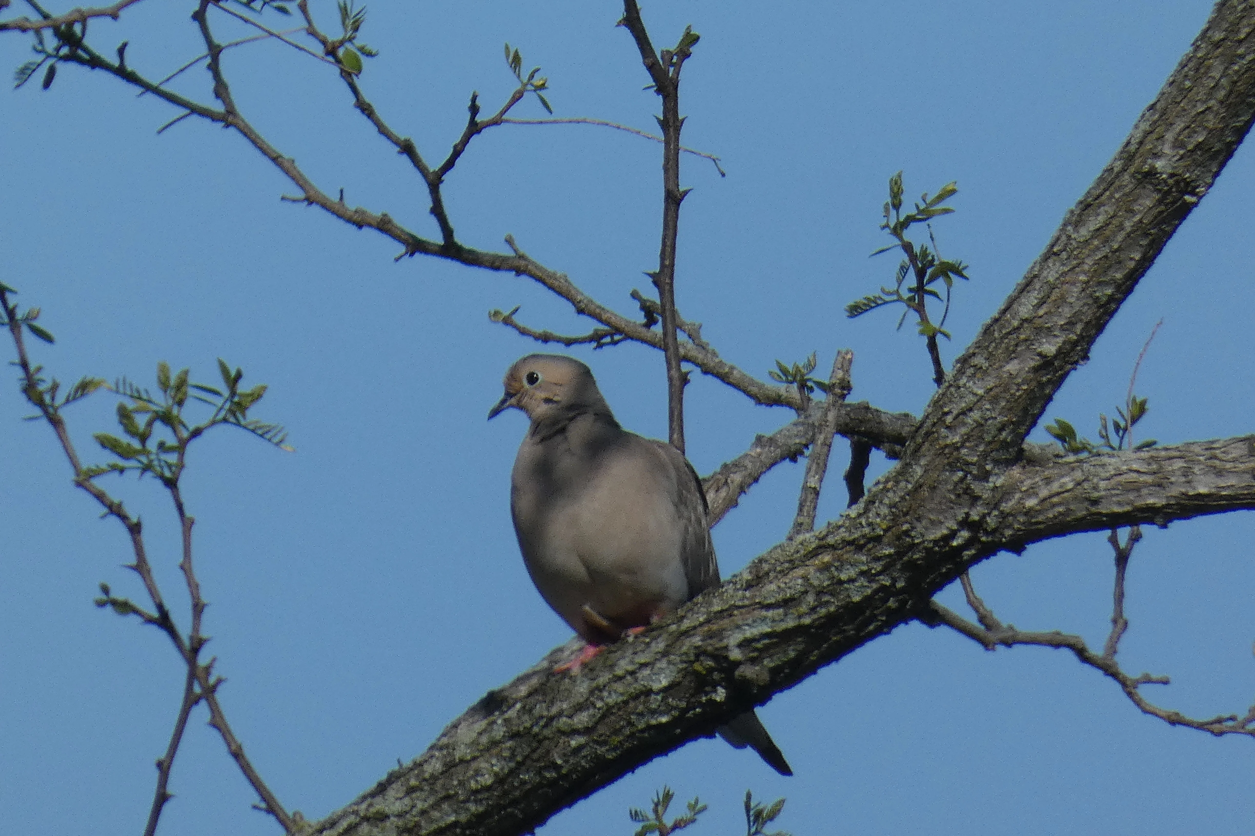 mourning dove 04192023.webp