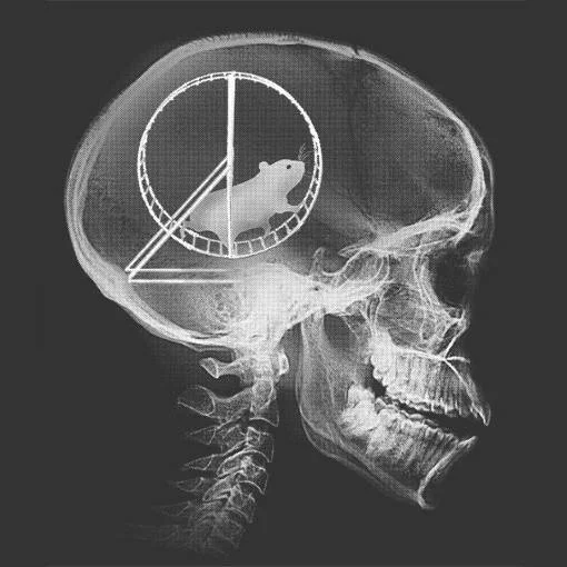 mouse brain.webp