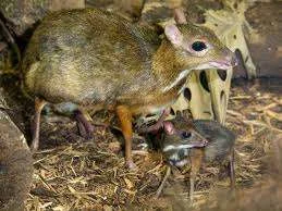 Mouse deer.webp
