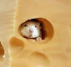 mouse in cheese.webp