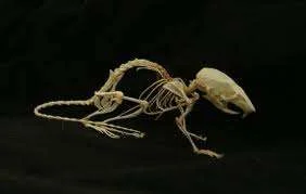 mouse skeleton.webp