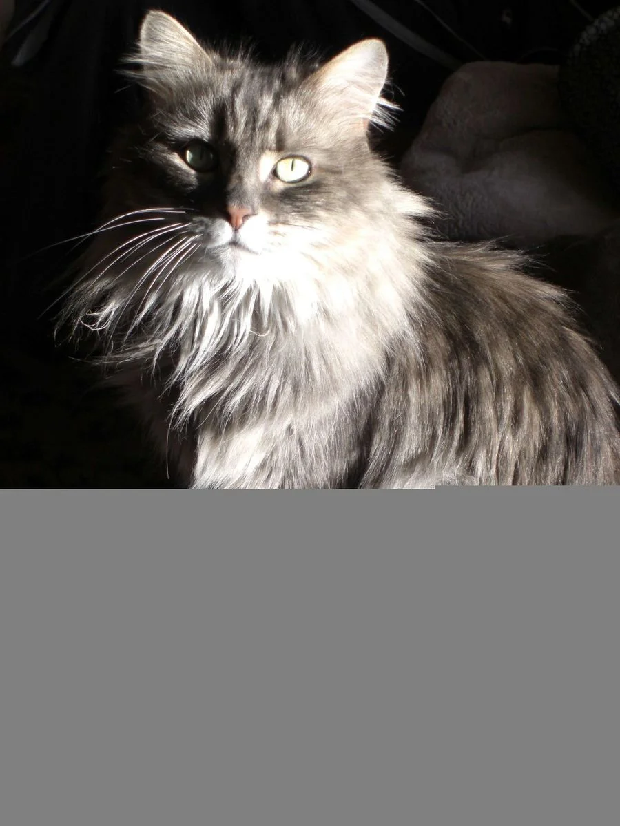 Muffin 1-27-2011 001.webp