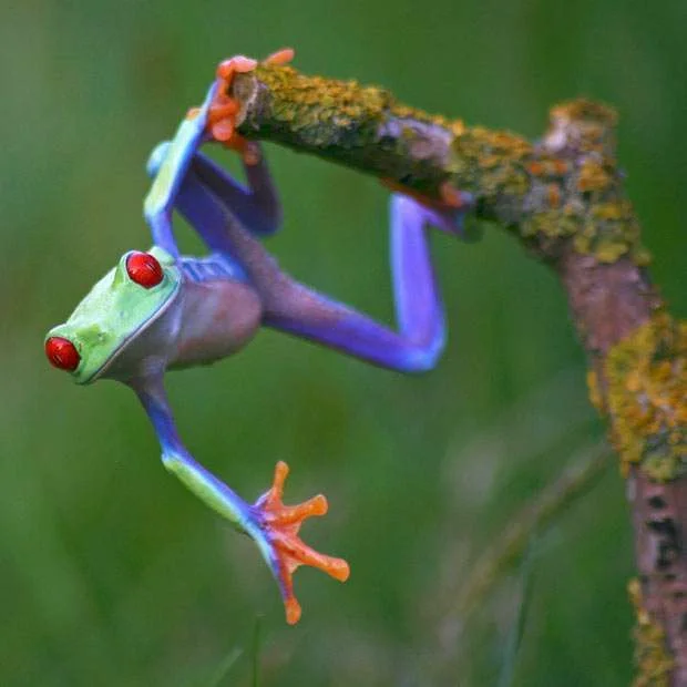 Multicoloured-Frog21.webp