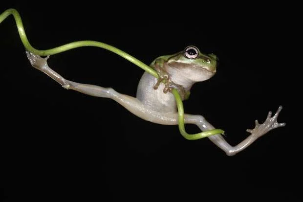 Multicoloured-Frog3.webp