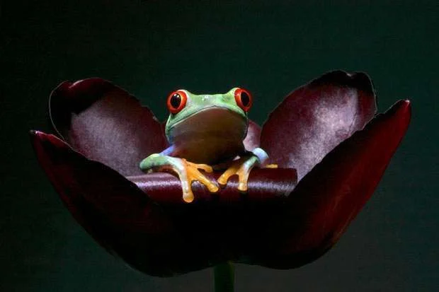 Multicoloured-Frog4.webp