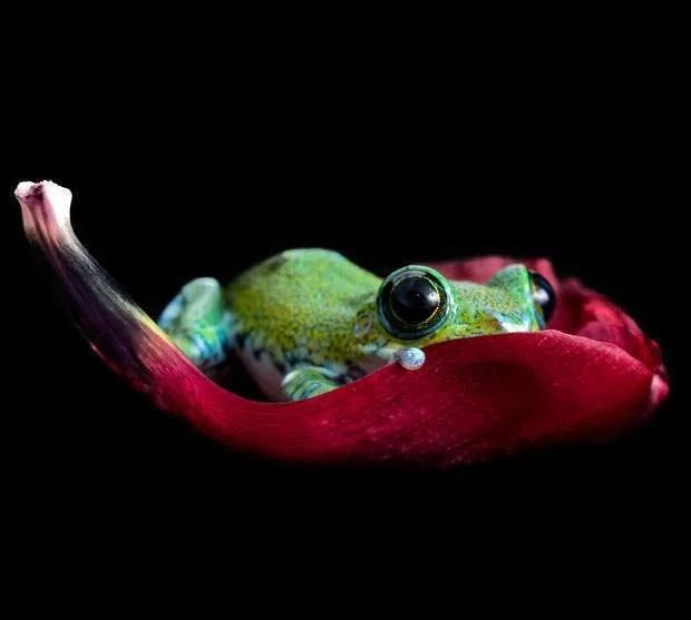 Multicoloured-Frog8.webp