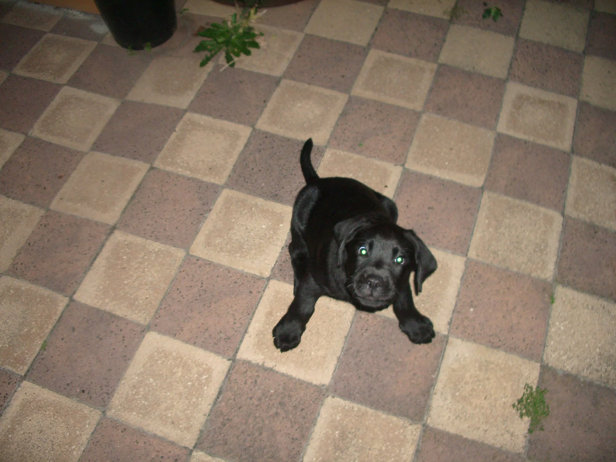 Murray.webp
