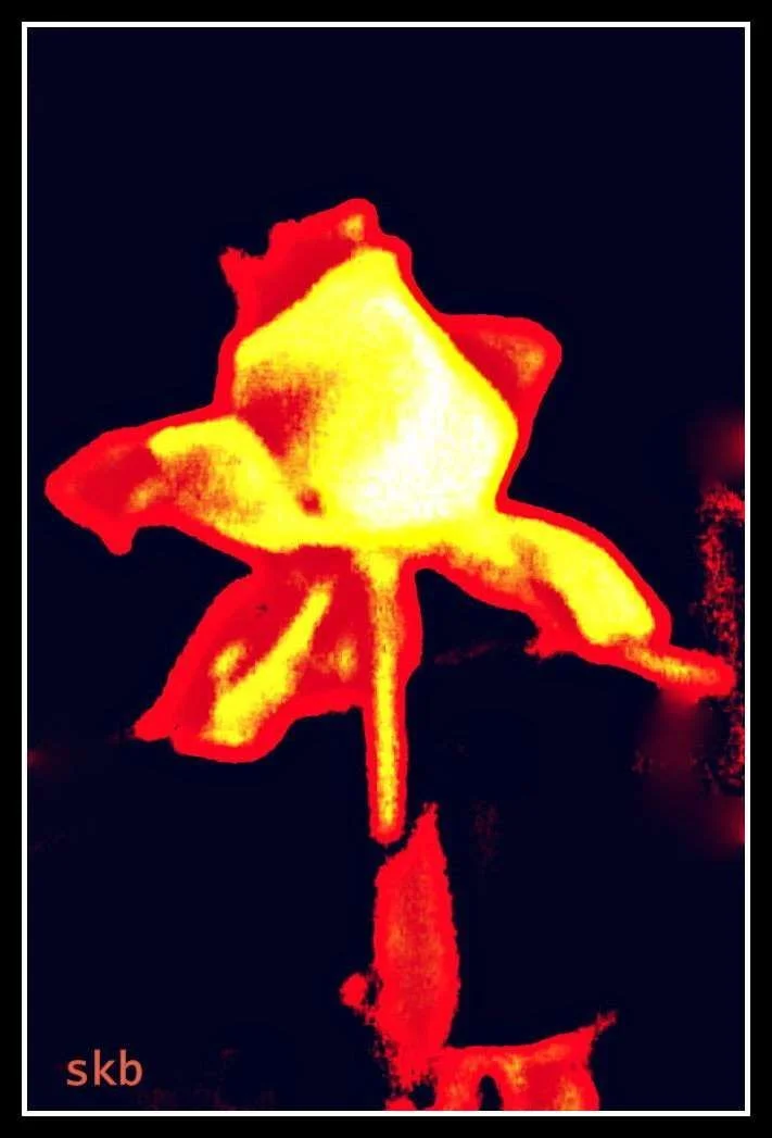 My Mother's Day Rose.webp
