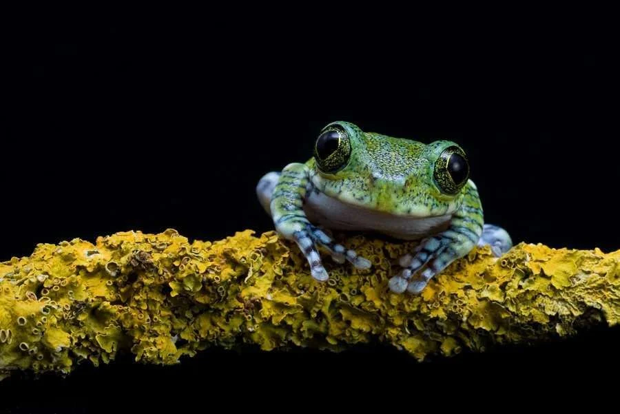 my_friend_the_peacock_frog_by_anginelson-d3d298k.webp