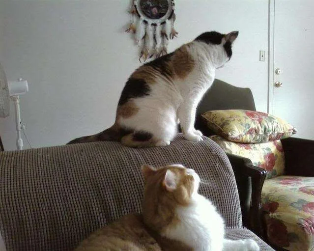 Mybabies-1.webp