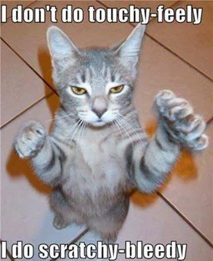 nastycat.webp