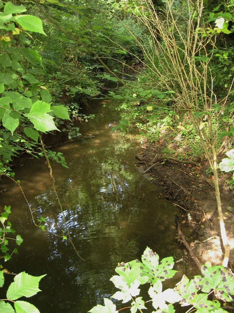 Nature reserve stream.webp