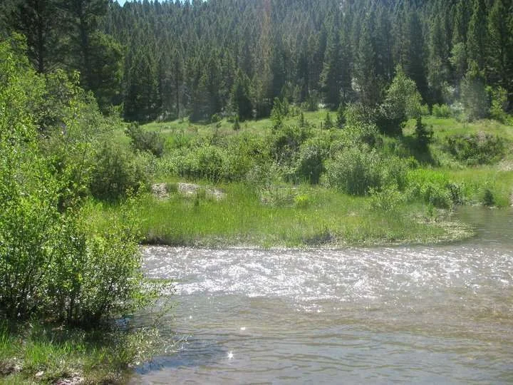 nature.webp