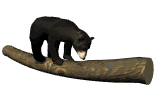 nbbear.gif