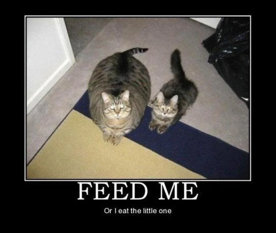 ned.webp