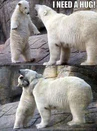 Need a hug.webp