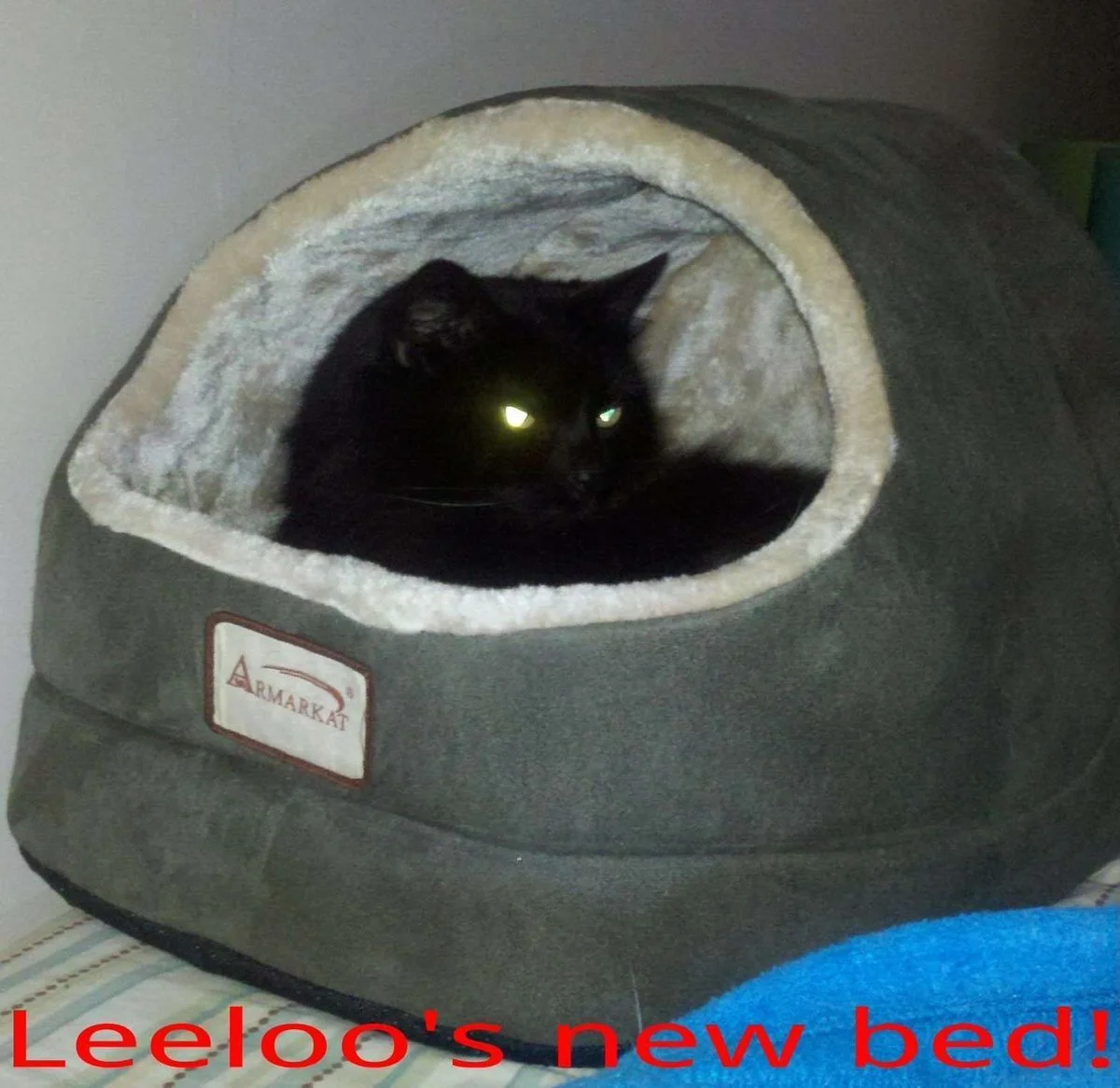 New bed.webp