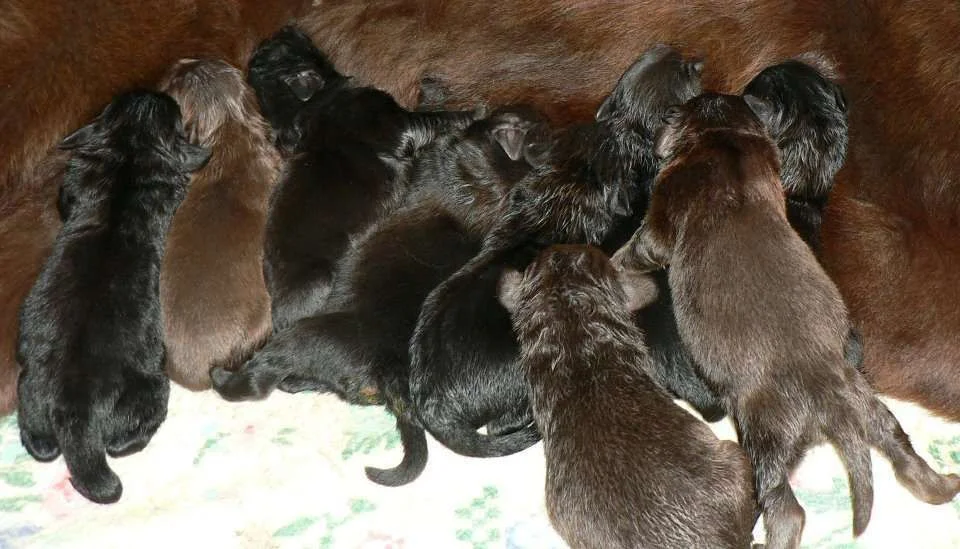 Newfie Babies.webp