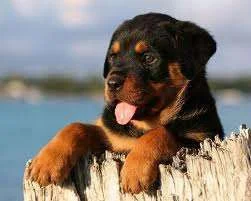 Newfie.webp