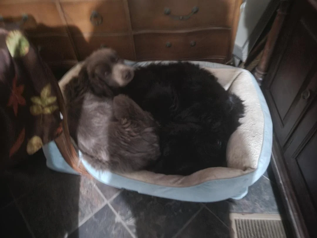 Newfies Snuggle.webp