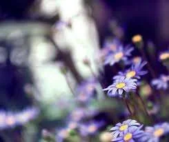 nh_flowers.webp