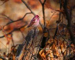 nh_little bird greeting.webp