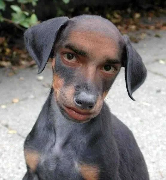 Nice puppy.webp