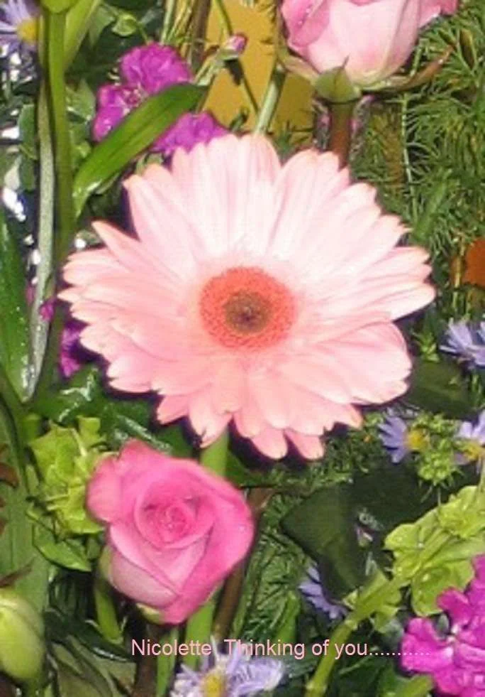 nicolette peach.webp