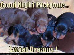 Night puppies.webp