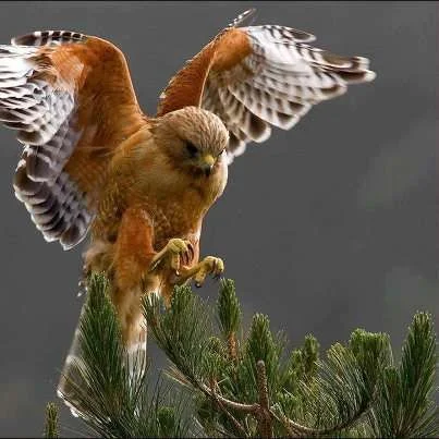 night.webp