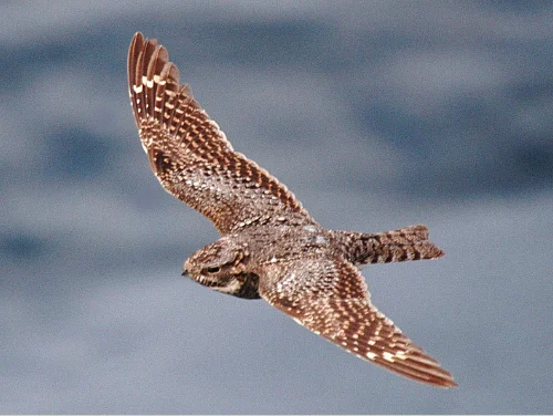 nighthawk for night hawk.webp