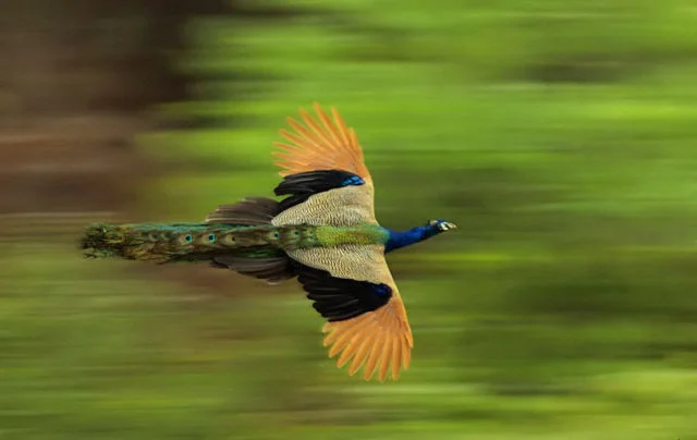 Nighthawlk.webp