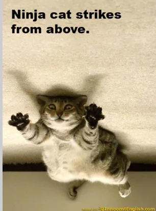 ninja cat for mark.webp