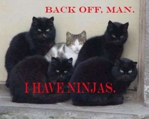 ninjas.webp