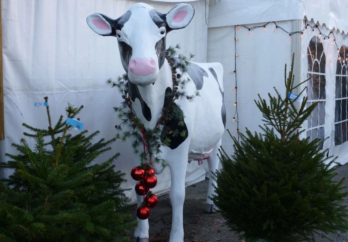 No Reindeer only cow.webp