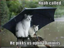 Noah called.webp