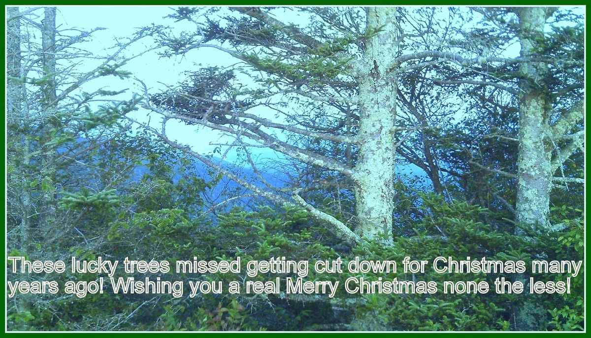 Non Christmas Trees.webp