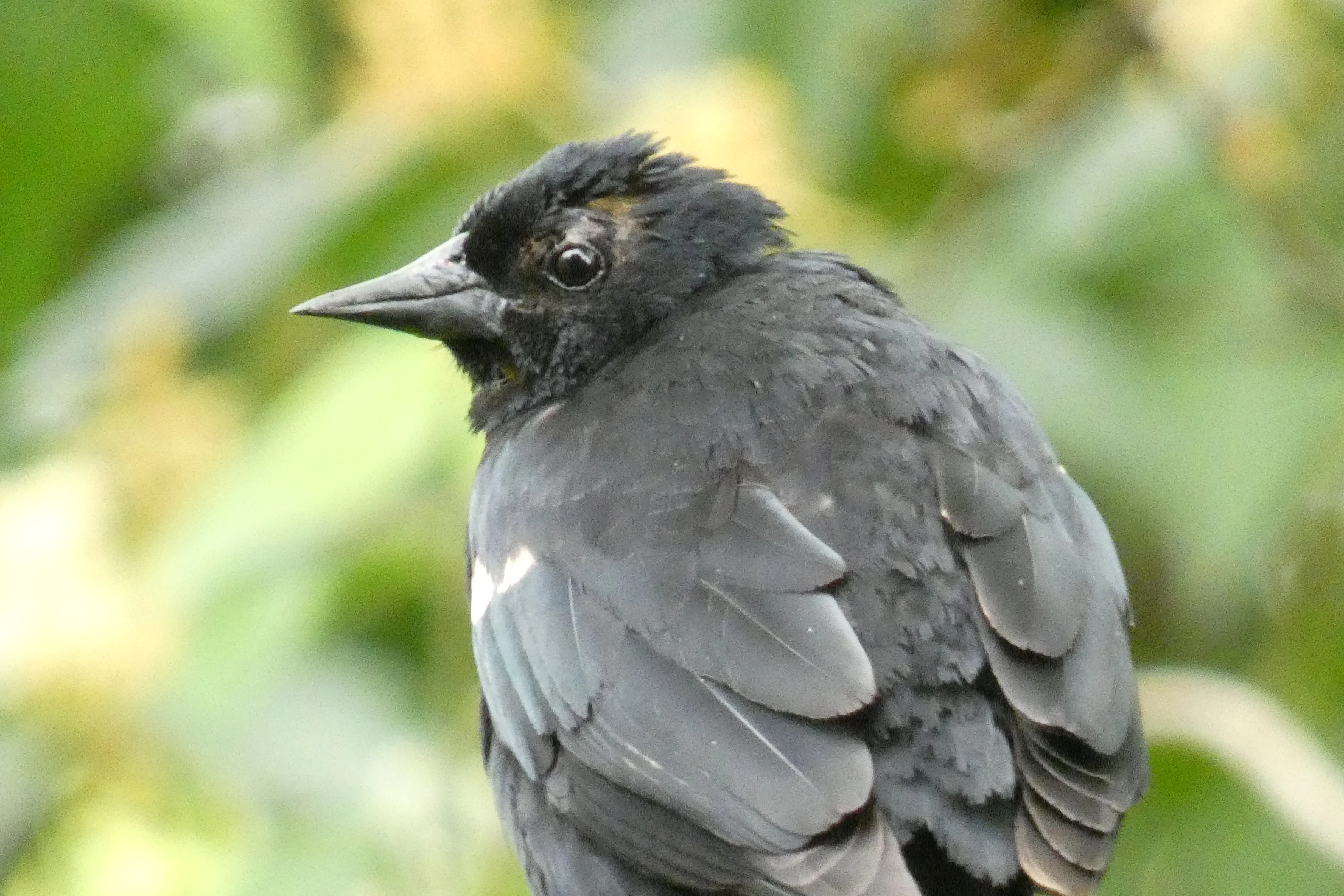 nonbreeding male Redwing Blackbird.webp