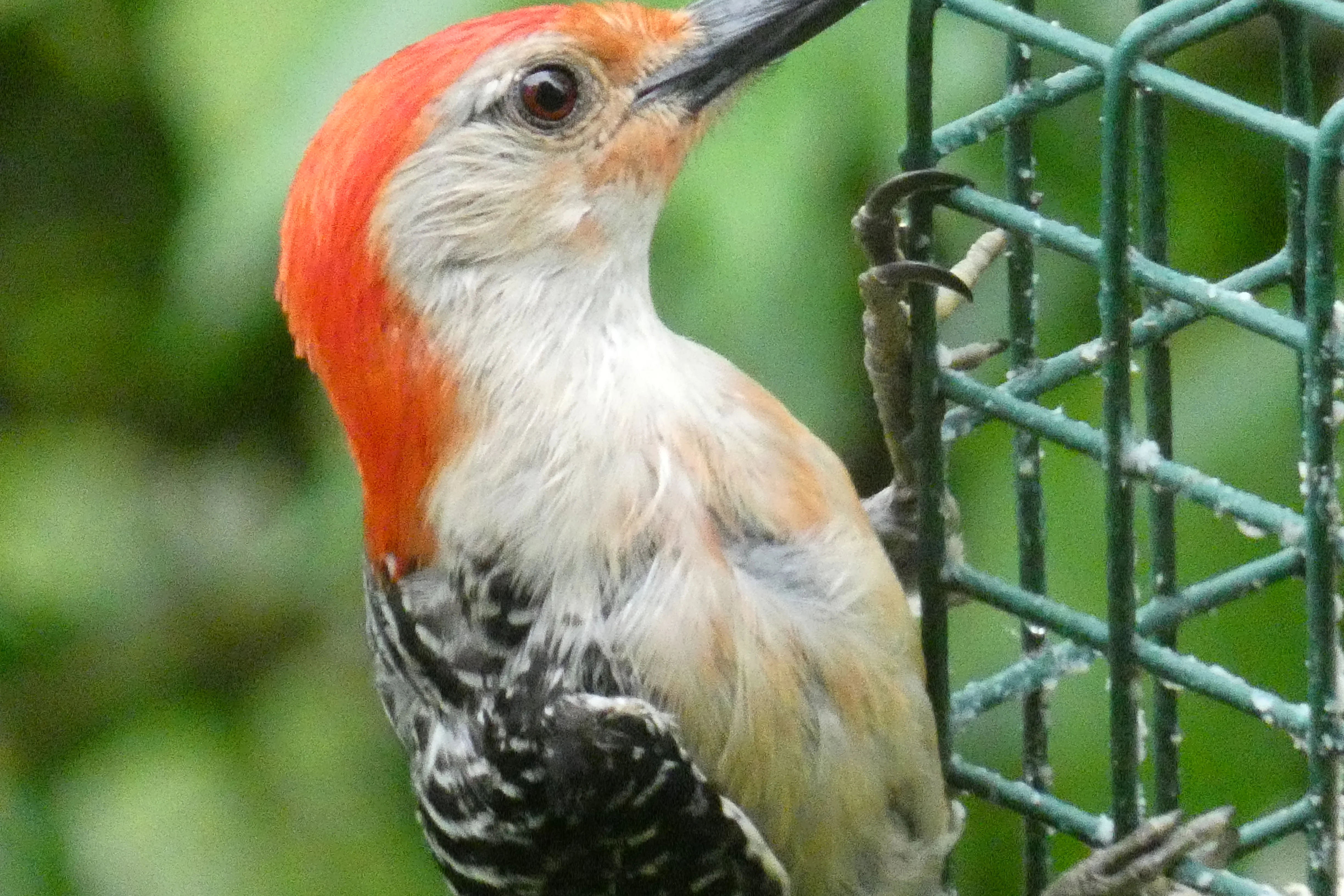 Northern Flicker_2.webp