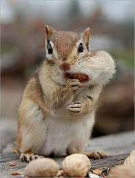 nuts.webp
