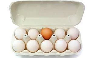 odd egg.webp