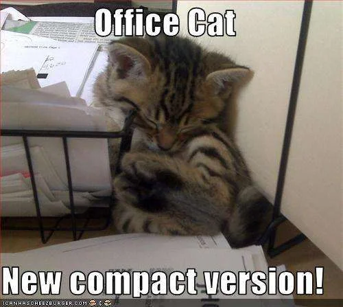 OfficeKitten.webp