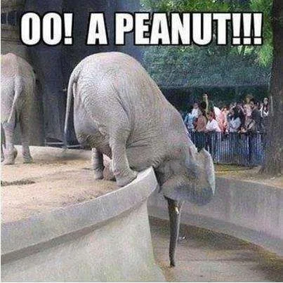 OhAPeanut.webp