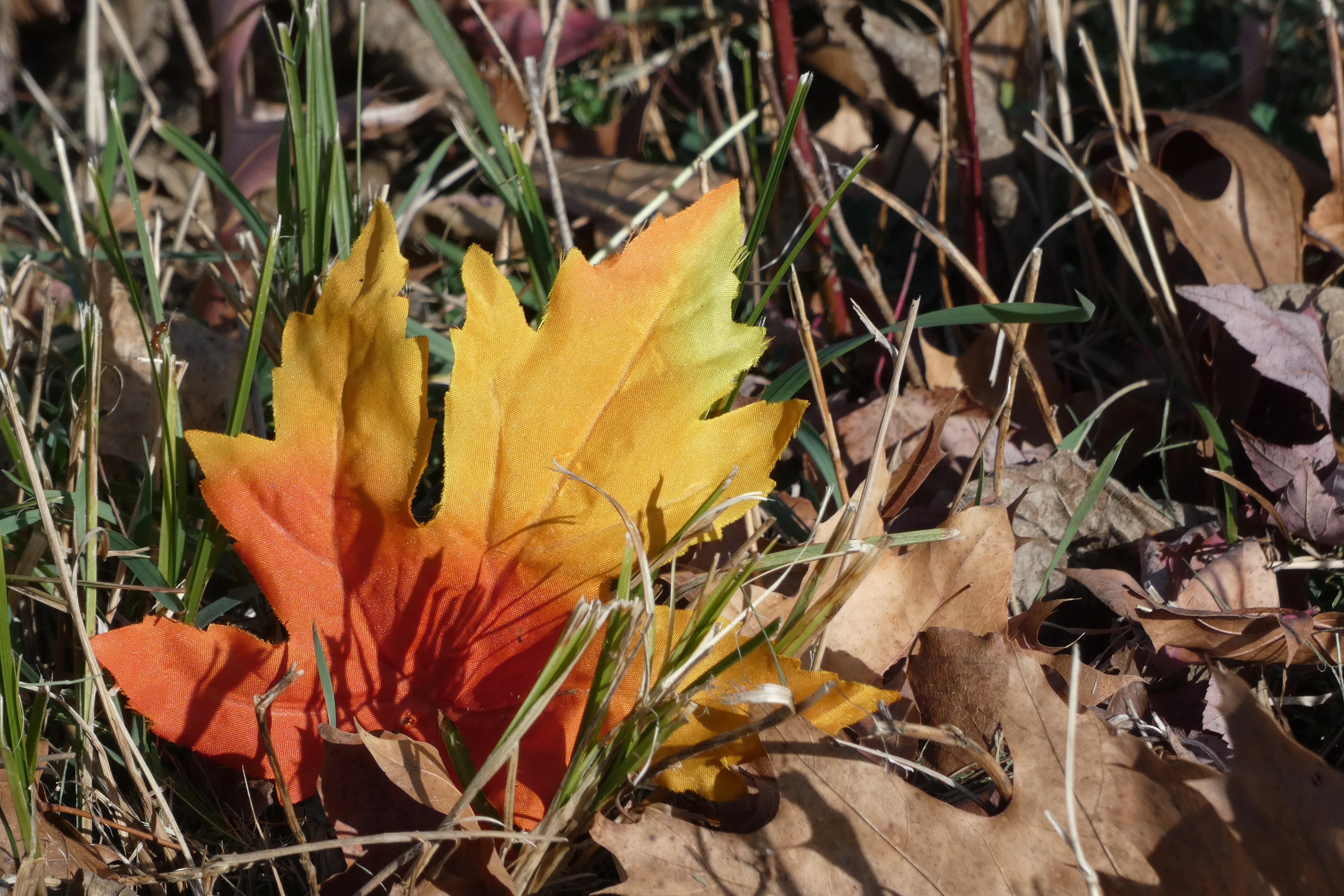 orange and yellow leaf.webp